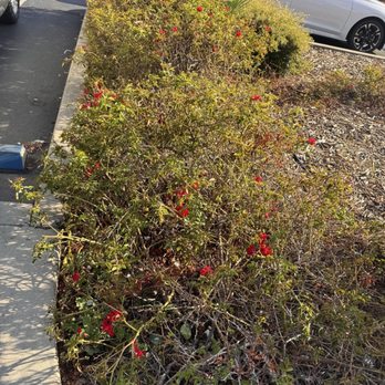 Pete's Brewhouse - Quality rose bushes. - Pizza Near Me - Redding, California