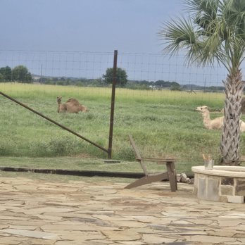 Moon River Ranch - Camels, zebras and horses behind the saloon - Venues & Event Spaces Near Me - Satin, Texas Moon River Ranch - Camels, zebras and horses behind the saloon - Venues & Event Spaces Near Me - Satin, Texas