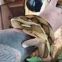Photo of Bob Clark Reptiles