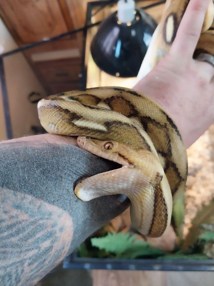 Bob Clark Reptiles - reptile breeding in Oklahoma City, OK