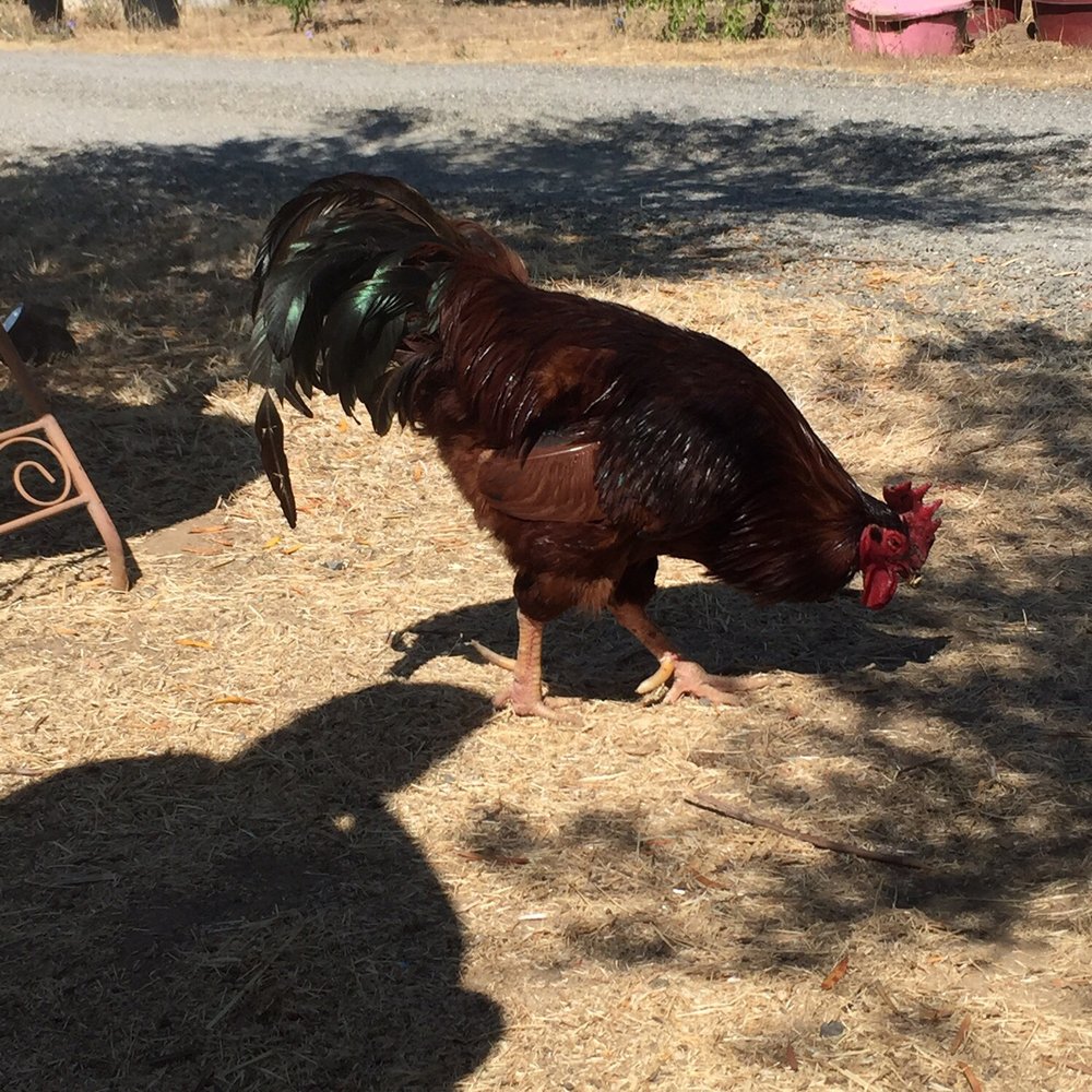 Carneros Della Notte - The very naughty rooster that attacks unexpectedly! Watch out he's a creeper! Lol - Wineries Near Me - Napa, California Carneros Della Notte - The very naughty rooster that attacks unexpectedly! Watch out he's a creeper! Lol - Wineries Near Me - Napa, California