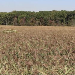Graniteville Wetlands