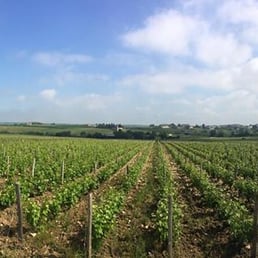 Pouilly-Fumé Vineyard Pouilly-Fumé Vineyard