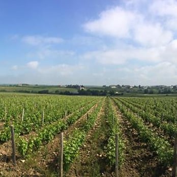 Paris Wine Day Tours - Pouilly-Fumé Vineyard - Wine Tours Near Me - Paris, 75 Paris Wine Day Tours - Pouilly-Fumé Vineyard - Wine Tours Near Me - Paris, 75