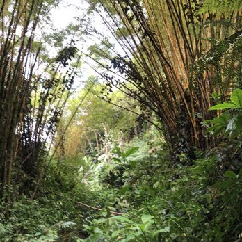 Akaka Falls State Park - Parks Near Me - Honomu, Hawaii Akaka Falls State Park - Parks Near Me - Honomu, Hawaii
