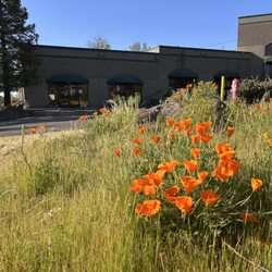 Cameron Park Montessori - You can see us by looking for the hillside of wild poppies on Motherlode Dr each spring!