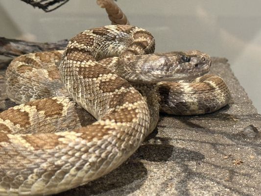 Santa Cruz Museum of Natural History by null