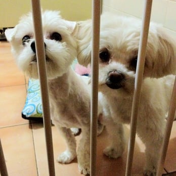 Skillman Pets - Maltese and Shitzu after grooming - Pet Stores Near Me - Woodside, New York Skillman Pets - Maltese and Shitzu after grooming - Pet Stores Near Me - Woodside, New York