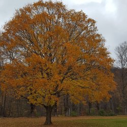Beaverkill Campground
