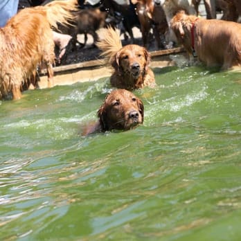 EarthDog Denver - Pet Sitting Near Me - Denver, Colorado