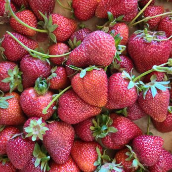 Groundworks Organics - Big strawberries lack juiciness & taste - Farmers Market Near Me - Junction City, Oregon Groundworks Organics - Big strawberries lack juiciness & taste - Farmers Market Near Me - Junction City, Oregon