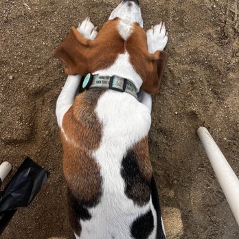 Superbloom - Doggy - Coffee & Tea Near Me - San Diego, California
