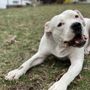 Photo of Campbells Canine Training