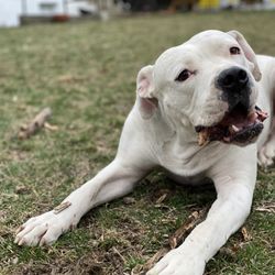 Campbells Canine Training - This is Scooby and his owners are repeat customers.  Scooby is now well behaved after attending our Board and Train Program!