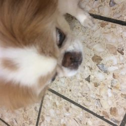 Ojai Pet Hospital - My sweet pup at Dr. Shouse's office.