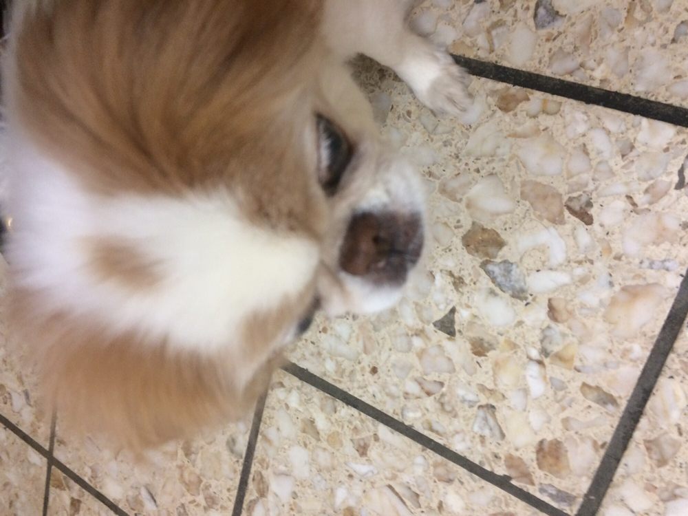 OJAI PET HOSPITAL Updated October 2024 14 Reviews 1120 Maricopa