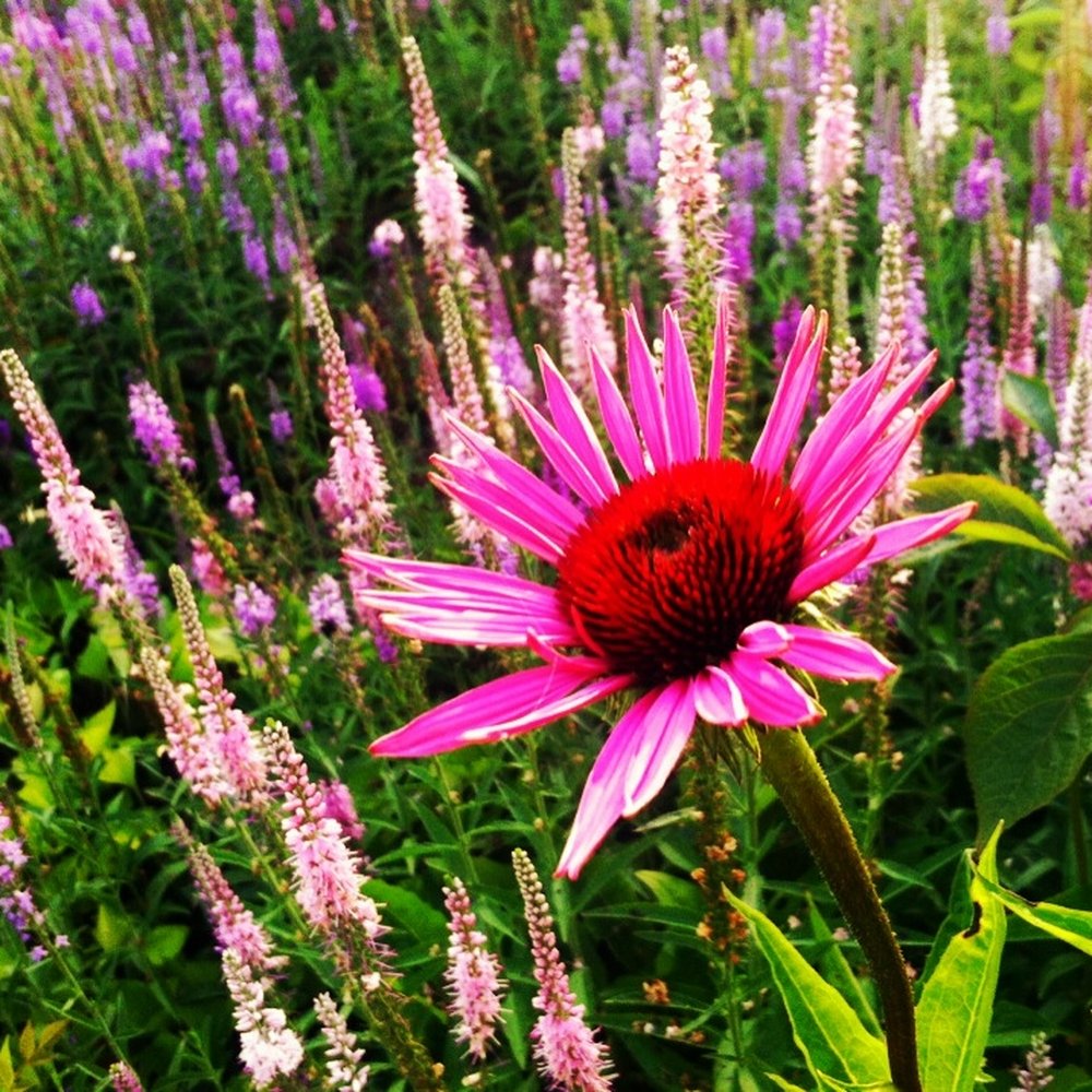 Heritage Park - the gorgeous garden, watch out for bees! there were plenty of them. - Parks Near Me - Kirkland, Washington Heritage Park - the gorgeous garden, watch out for bees! there were plenty of them. - Parks Near Me - Kirkland, Washington