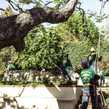 Johnson Tree Company - Tree Services - Tree Services Near Me - Pacific Palisades, California Johnson Tree Company - Tree Services - Tree Services Near Me - Pacific Palisades, California