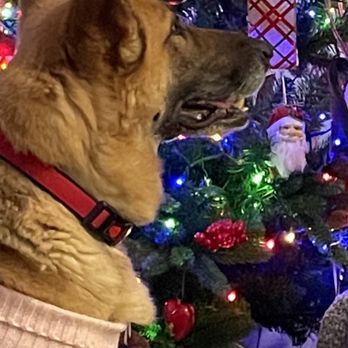 three dog bakery bluhawk