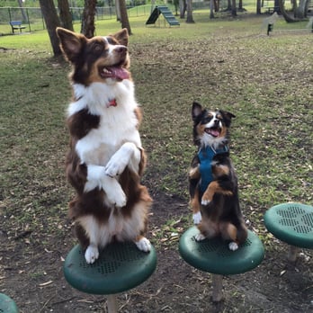 Mobbly Bayou Dog Park - Sitting pretty! - Dog Parks Near Me - Oldsmar, Florida Mobbly Bayou Dog Park - Sitting pretty! - Dog Parks Near Me - Oldsmar, Florida