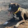 Photo of Furry Friends Canine