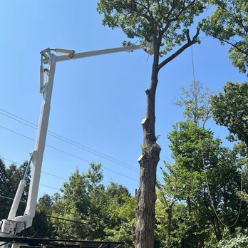 Hernandez Tree Service - Tree Services Near Me - Cincinnati, Ohio