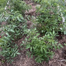 Tomato plants, healthy and growing like crazy. Already have many buds Tomato plants, healthy and growing like crazy. Already have many buds