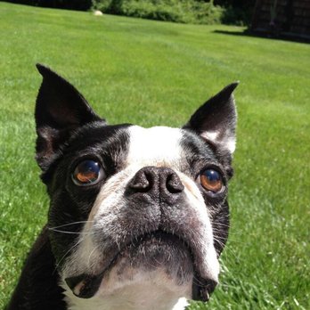 Village Veterinary - Veterinarians Near Me - York, Maine Village Veterinary - Veterinarians Near Me - York, Maine