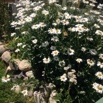 Tandem Ciders - Beautiful landscaping - Beer, Wine & Spirits Near Me - Suttons Bay, Michigan Tandem Ciders - Beautiful landscaping - Beer, Wine & Spirits Near Me - Suttons Bay, Michigan