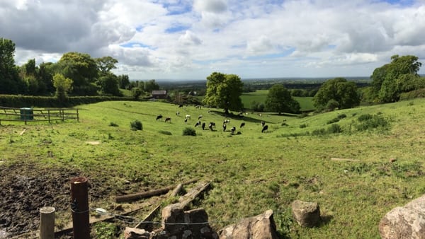 The Pheasant Inn by null