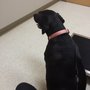 Photo of Kelly Tierney, DVM - Laurel Springs Animal Hospital