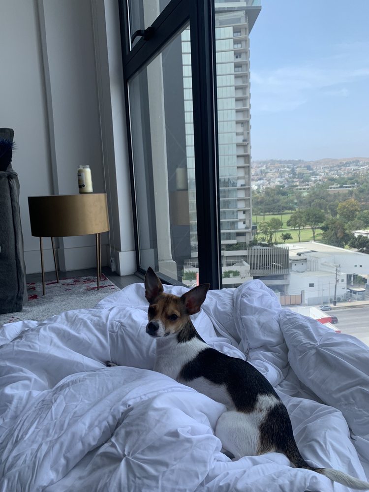 LE POOCHE PET SPA Updated September 2024 251 Photos & 56 Reviews