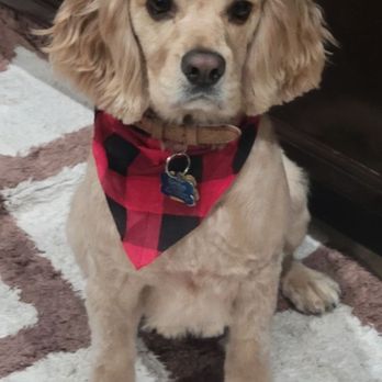 Momos Pet Grooming - Pet Groomers Near Me - Norco, California