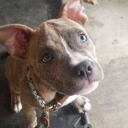Krisp K9 - Puppy Training! Bear is here for our 1 week Potty training course and is doing very well! He is Very attentive and extremely energetic!