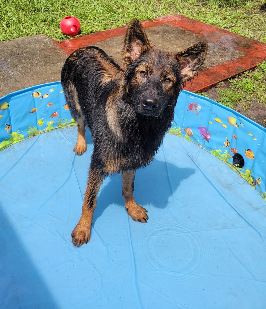 BRAVO K9 Updated September 2024 14 Photos 1526 Touchton Rd, Lutz