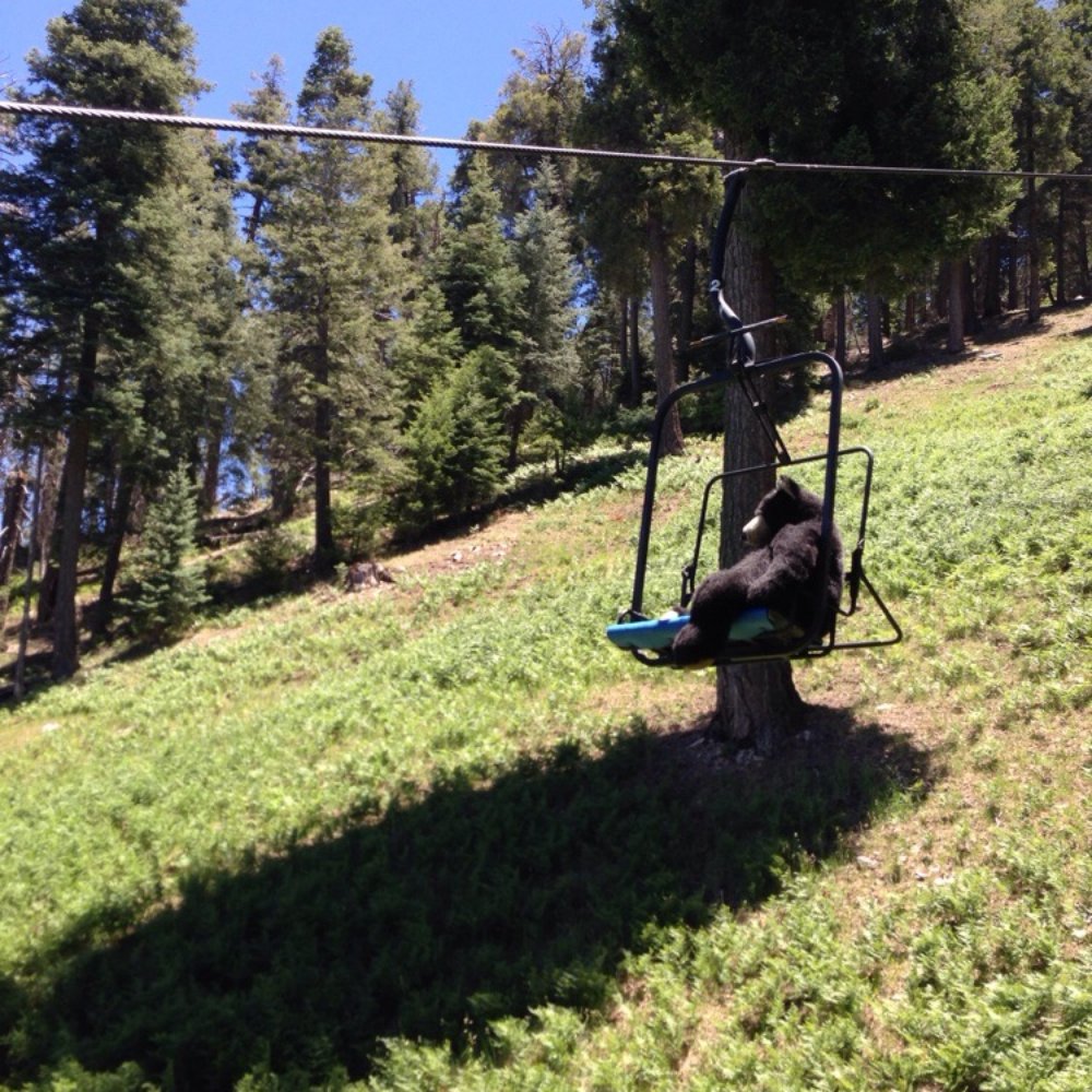 Mount Lemmon - Baby black bear taking a ride. - Hiking Near Me - Tucson, Arizona Mount Lemmon - Baby black bear taking a ride. - Hiking Near Me - Tucson, Arizona