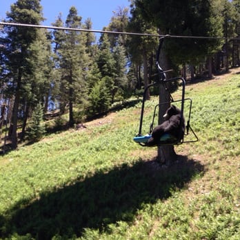 Mount Lemmon - Baby black bear taking a ride. - Hiking Near Me - Tucson, Arizona