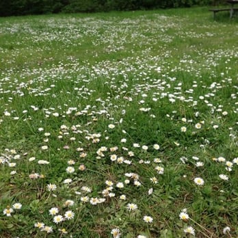 Dash Point State Park - Flower power! - Parks Near Me - Federal Way, Washington Dash Point State Park - Flower power! - Parks Near Me - Federal Way, Washington