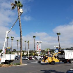 San Diego Tree Care - Pruning Fan Palms at a car dealership