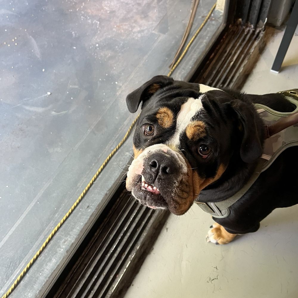 Ocean Republic Brewing - Rocky looking out the windows - Brewpubs Near Me - Stuart, Florida