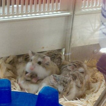 PetSmart - all in a pile! - Pet Training Near Me - Pasadena, California