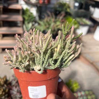 Succulence - Team Building Activities Near Me