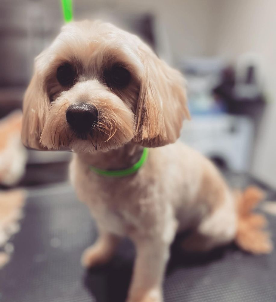 LISA’S PAWFECT POOCHES Updated September 2024 36 Photos 21 Maldon