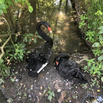 Oglebay Good Zoo - Black swans - Zoos Near Me - Wheeling, West Virginia