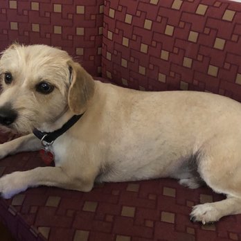 Camiel's Cuts For Pups - Pet Groomers Near Me Camiel's Cuts For Pups - Pet Groomers Near Me