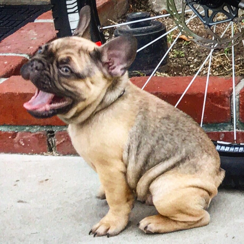 A A Comet Dog Training Services - Pudgy smiling and sitting for the camera - Pet Training Near Me