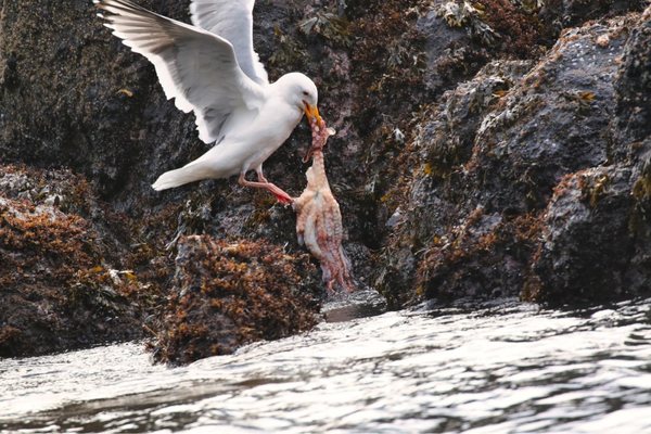 Yaquina Head Outstanding Natural Area by null