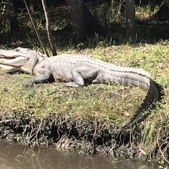 Airboat Adventures - Boat Tours Near Me - Lafitte, Louisiana