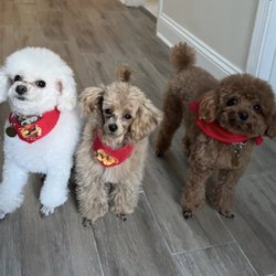 The Spotted Dog Pet Spa - Tiny Toy Poodle Terrific Trio