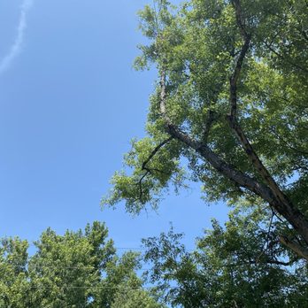Redd's Tree Service - It's pretty high ! - Tree Services Near Me - Little Rock, Arkansas Redd's Tree Service - It's pretty high ! - Tree Services Near Me - Little Rock, Arkansas